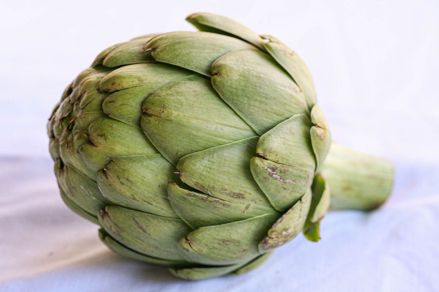 large globe artichoke for steaming