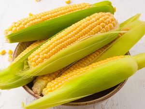 Overhead view of a bowl filled with sweet corn on the cob