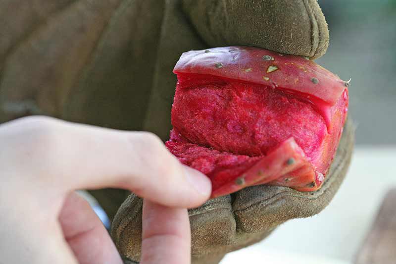 peeling prickly pear or cactus pear