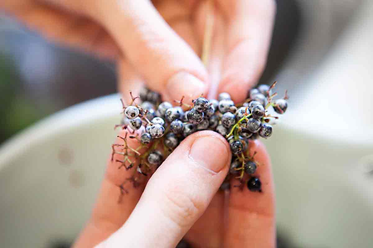 elderberry-jelly-method-1