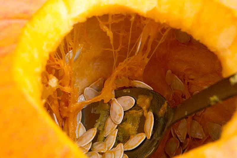 Pumpkin seeds being scrapped out with a spoon
