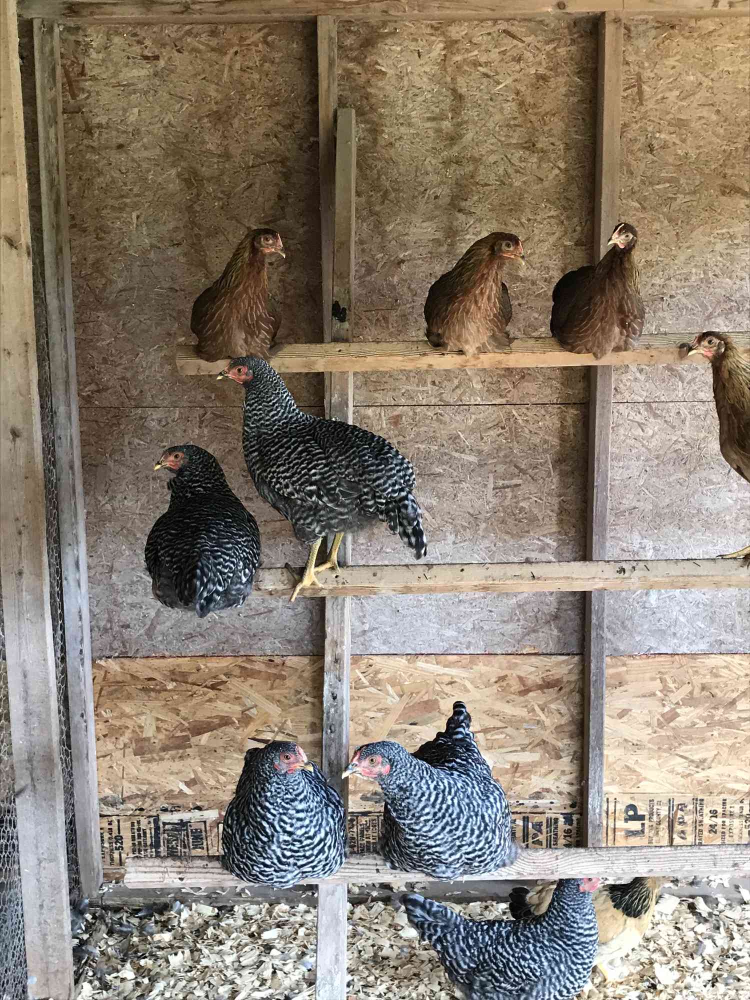Chickens from the Abraham Farm