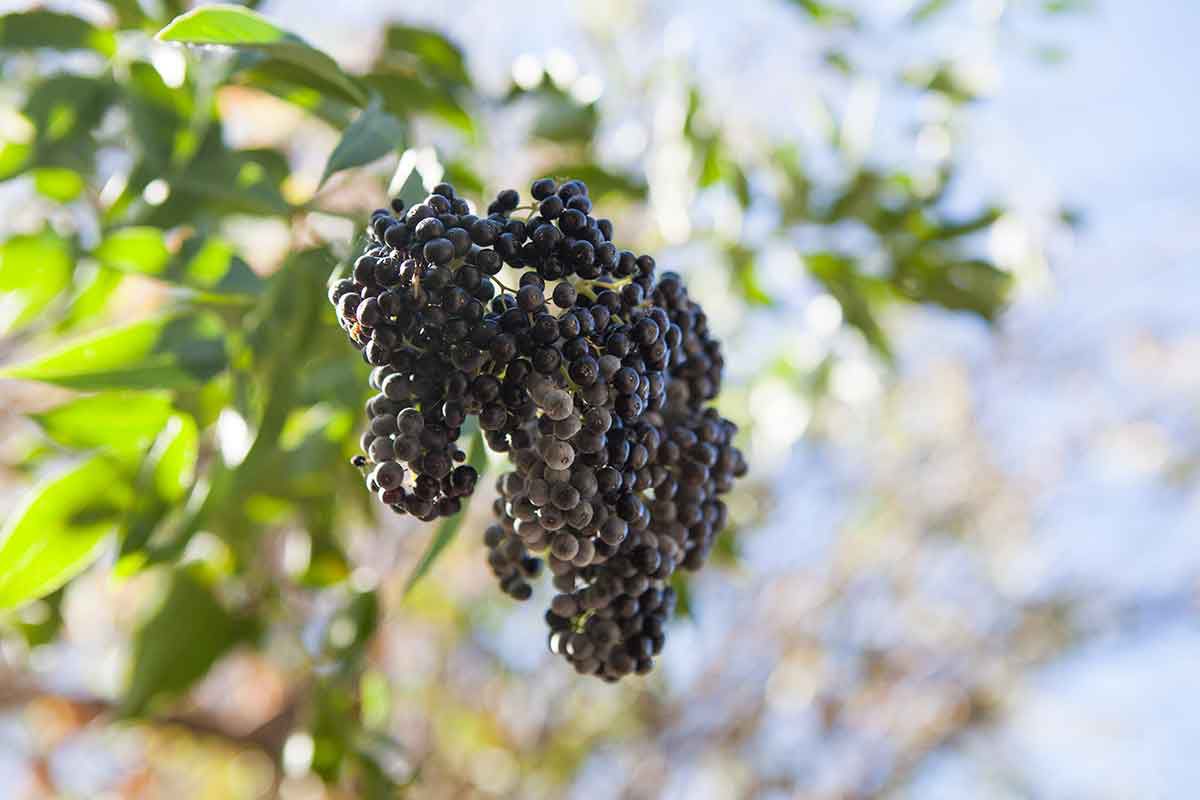 Elderberry bush