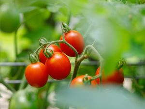 Cluster of tomatoes on a vine view focuses on red ripened fruits among green foliage