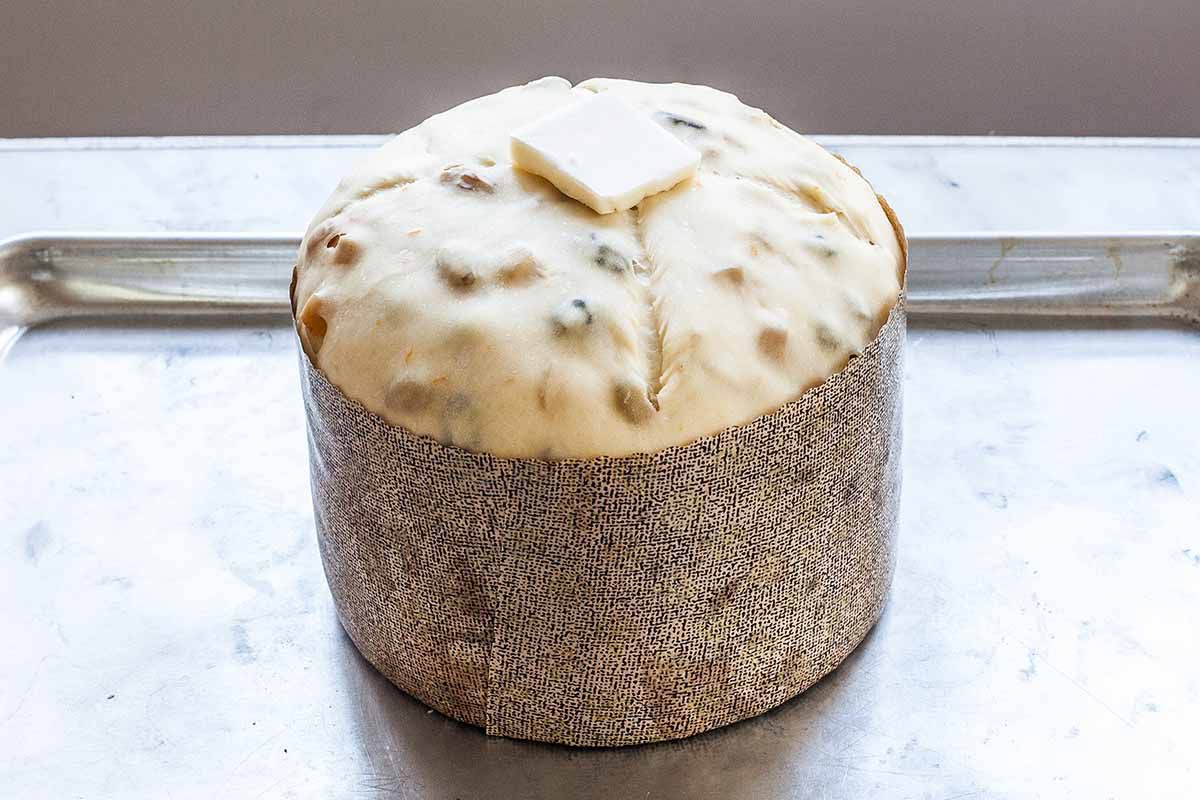 Fully risen homemade holiday panettone dotted with fruit in a paper mold.