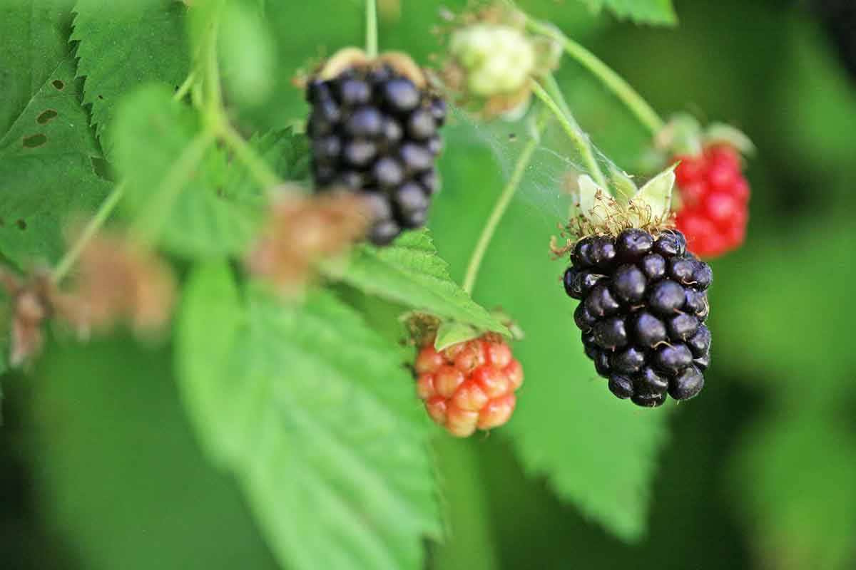 Boysenberries