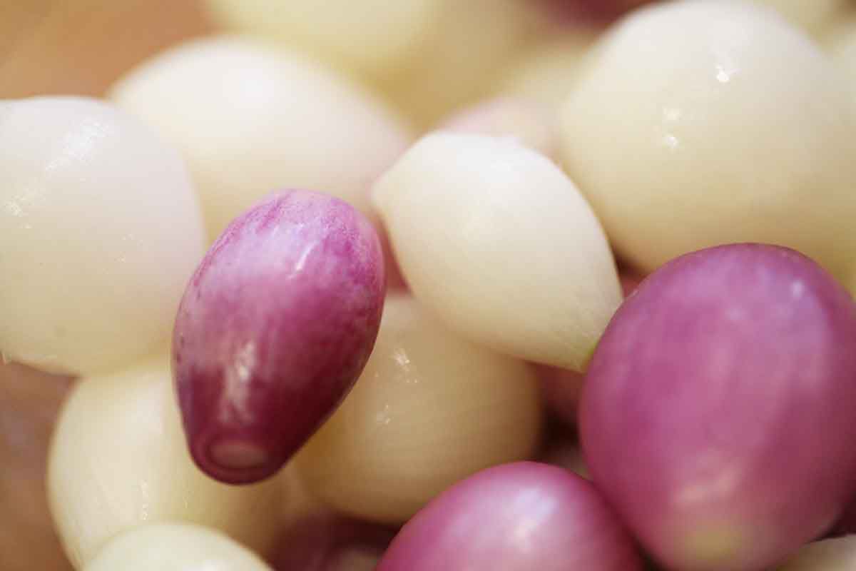 pearl onions after blanching