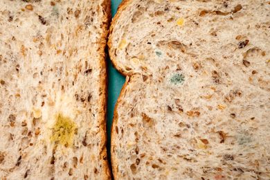 Close-up of mold on two slices of wholegrain bread