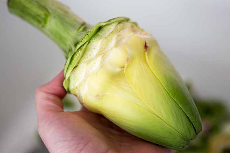 artichoke-soup-method-1