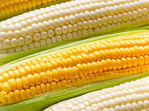 white corn and yellow corn