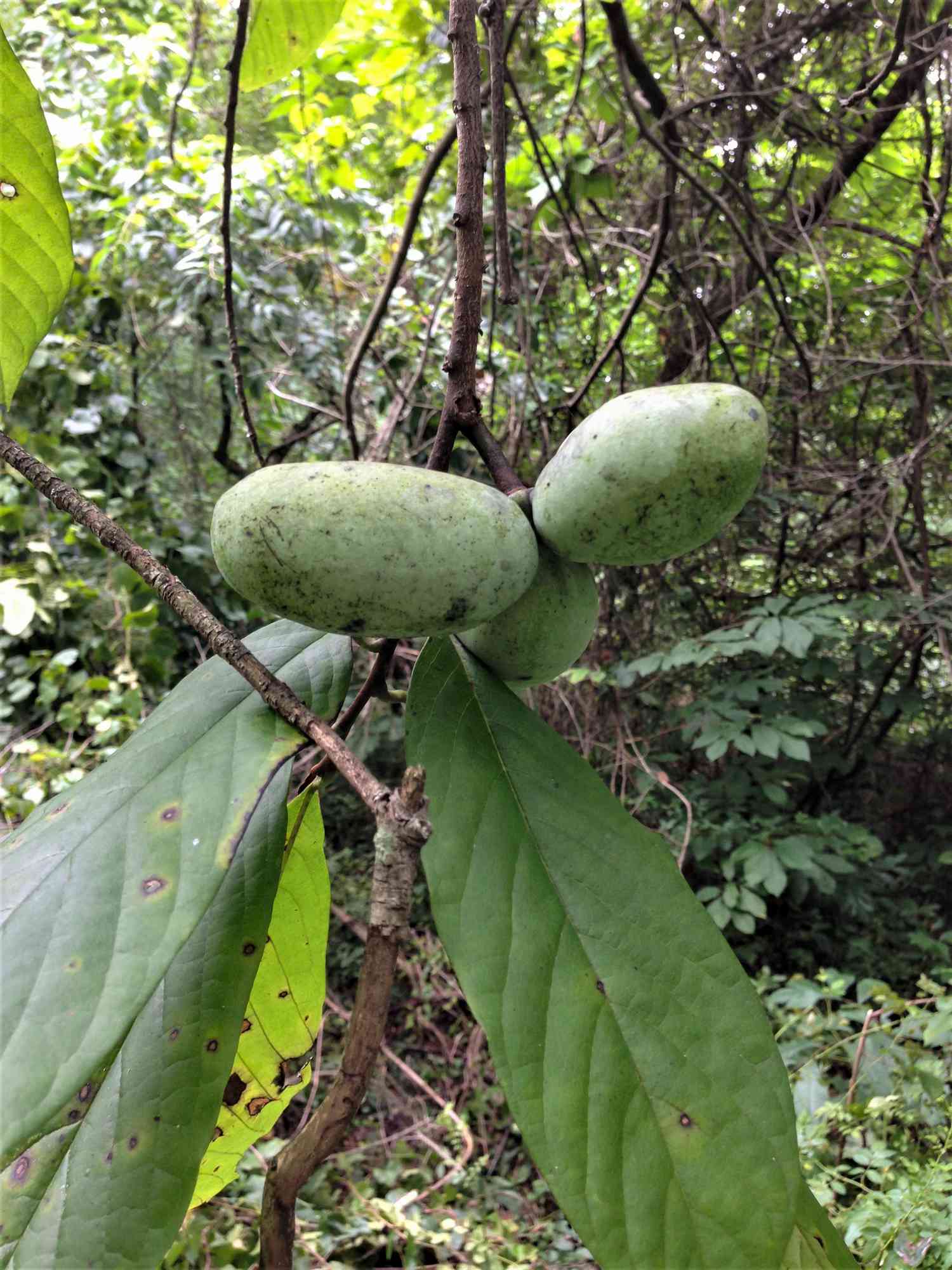 Pawpaw Pudding