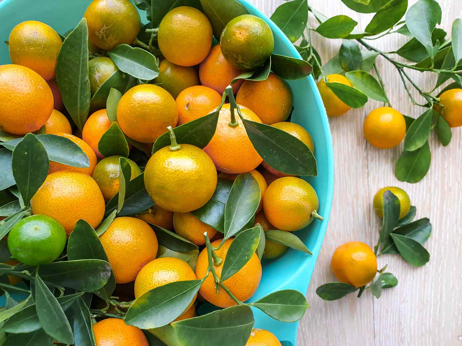 Bowl of Calamansi With Stems and Leaves 