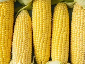husked corn (husks still attached to the base of the corn)