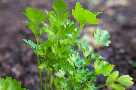 garden-parsley-b.jpg