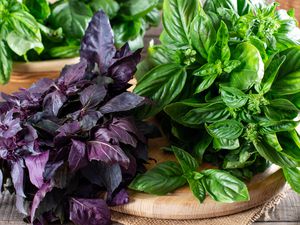 fresh basil on a wooden cutting board (2 different varieties - green and purple)