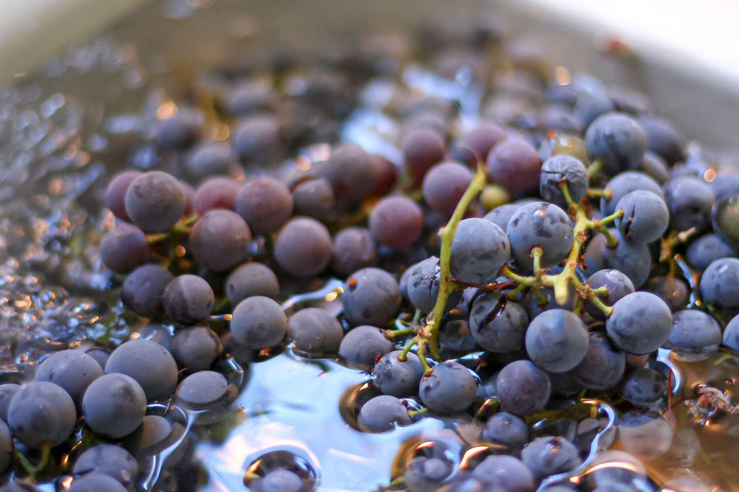 Concord grapes soaking in a bowl.
