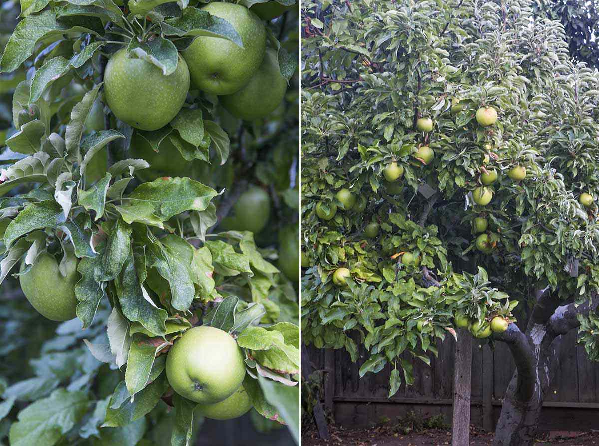 apple harvest for apple crostata or apple crostini