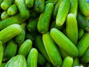 A pile of fresh cucumbers, grouped closely together